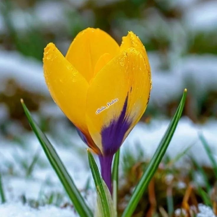 Константин