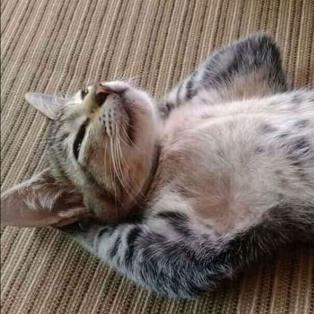 Василий Романенков