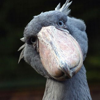 Алексей Мак