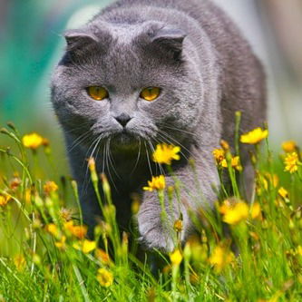 Лора Крылова