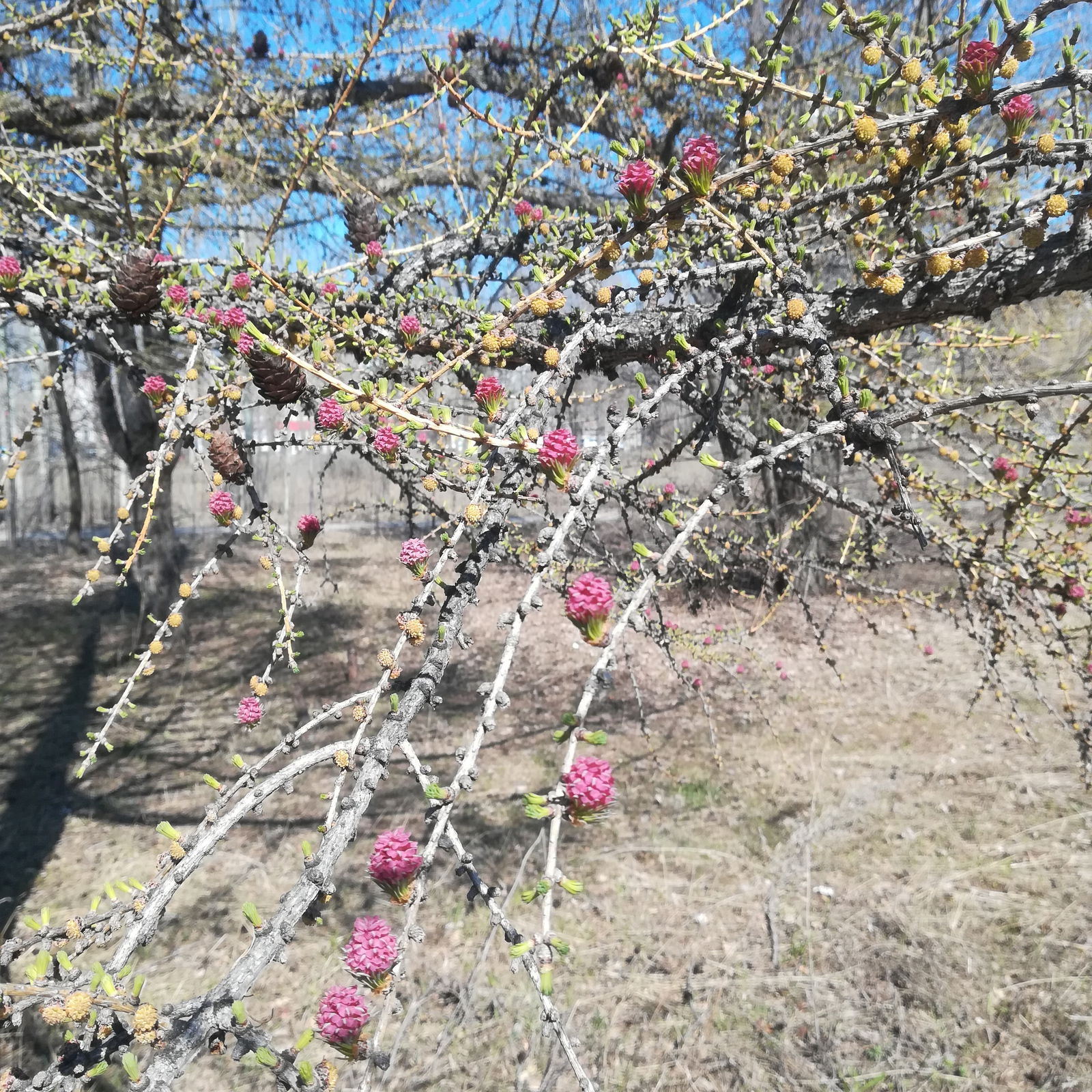 Светлана Никулова