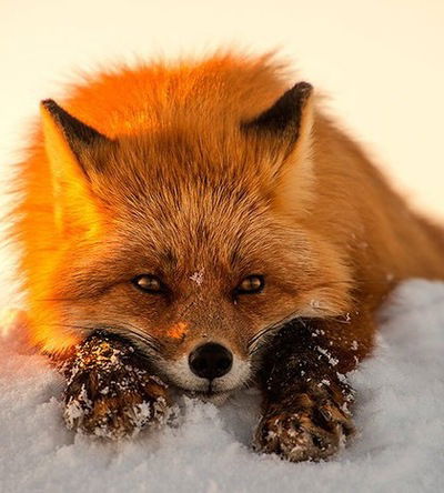 Юрий Глазырин