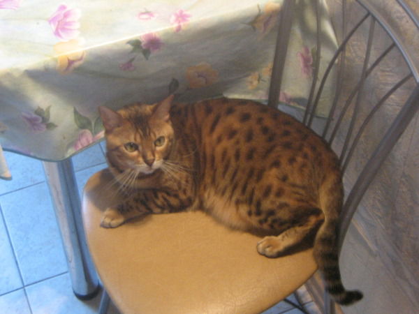 Олег Бабахо