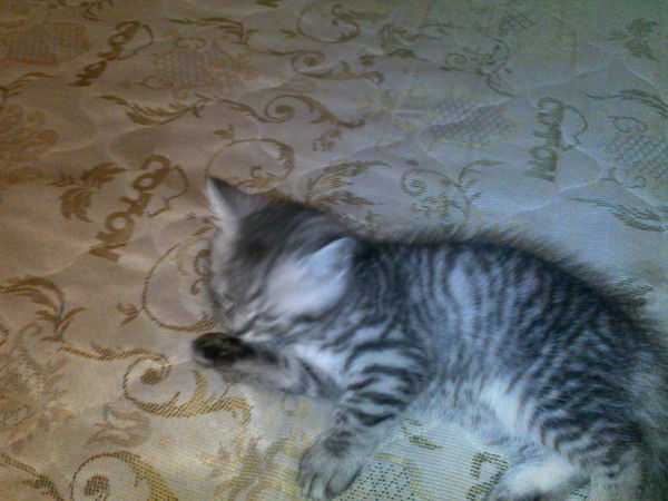 Макс Цветков