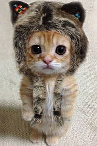 Котярыч Котярыч