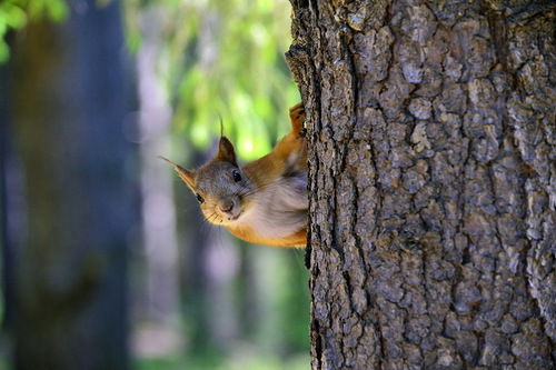 Лидия Капнина (Хижняк)