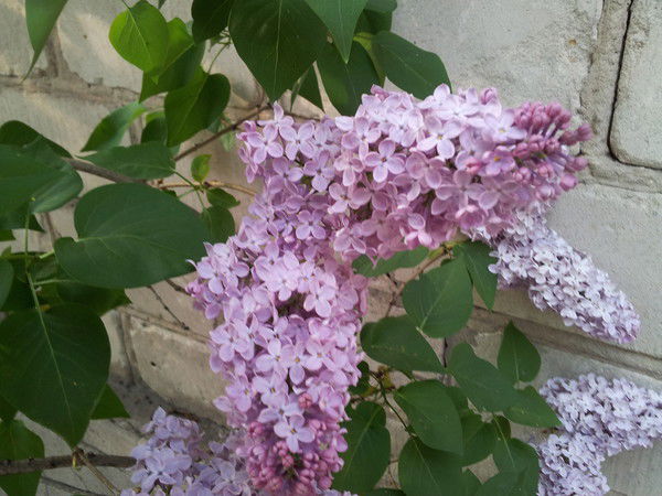 Светлана Федорова