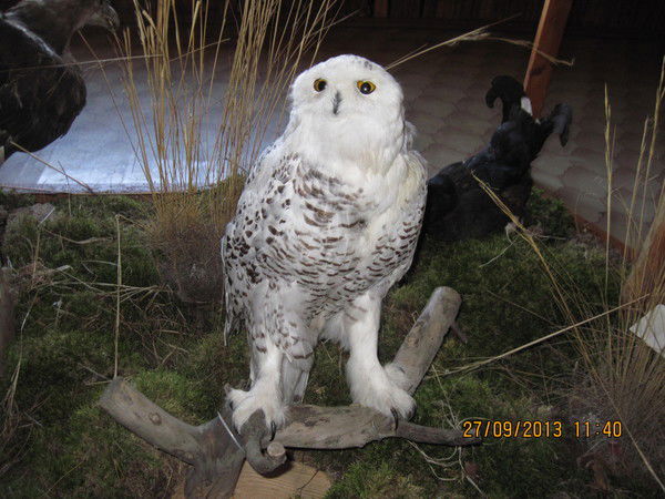 Роман Алапаев