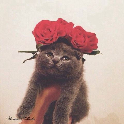 Ирина Беспаленкова