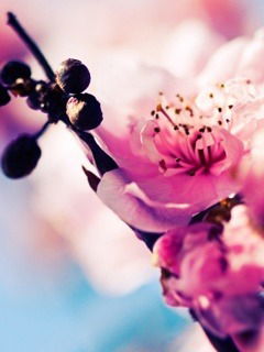 Сауле Ахметчанова