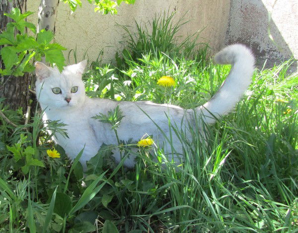 Magic Bastet Ambassador