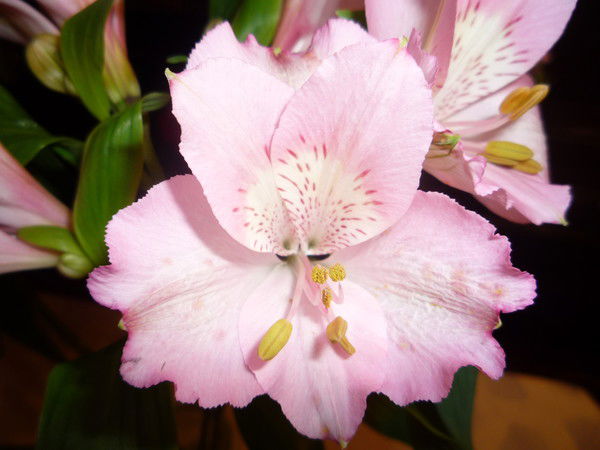 Рита Богданова