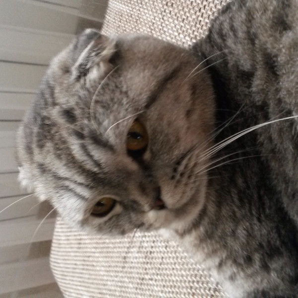 Роман Кулик