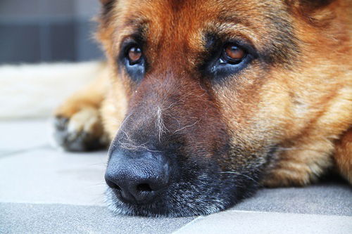 Тимофей Исаев