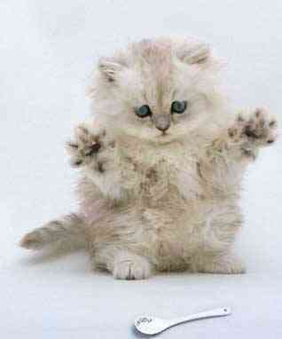 Садова Галина