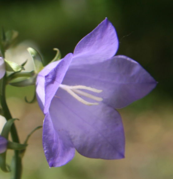 Инна Сухарева