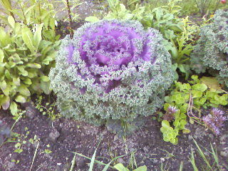 Алекс Седой