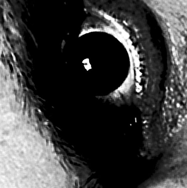 Николай Король