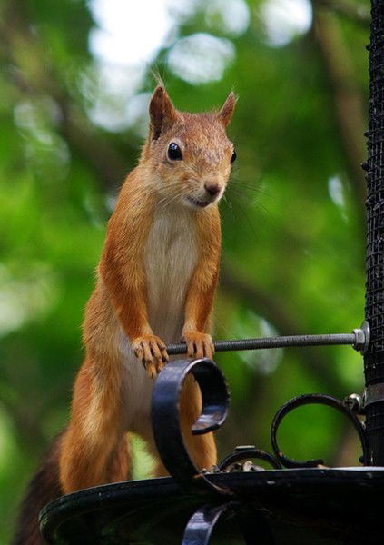 Светлана Рыбалка
