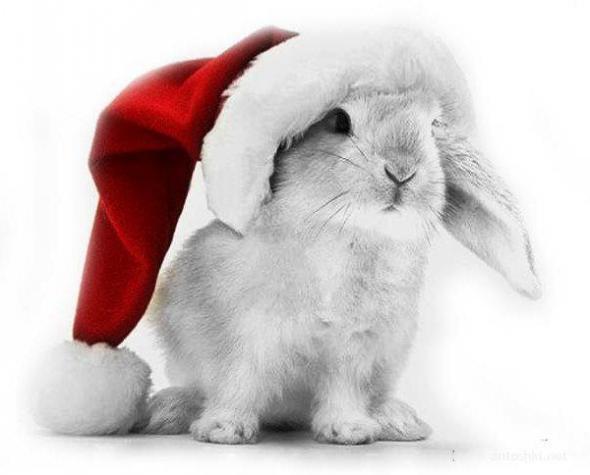 Араз Меджидов