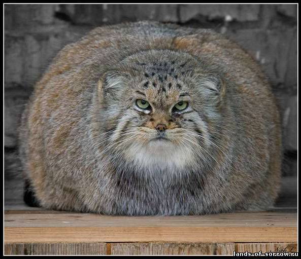 Сергей Ремжилсервис