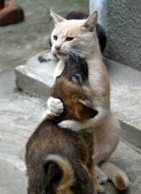 Анастасия Тимофеева