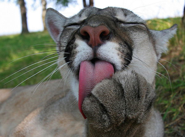 Наталья Шмакова