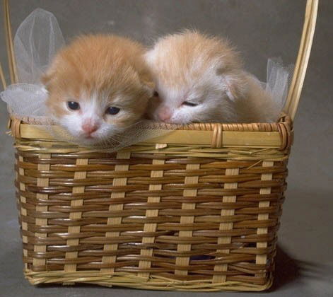 Крахмаль Наталья