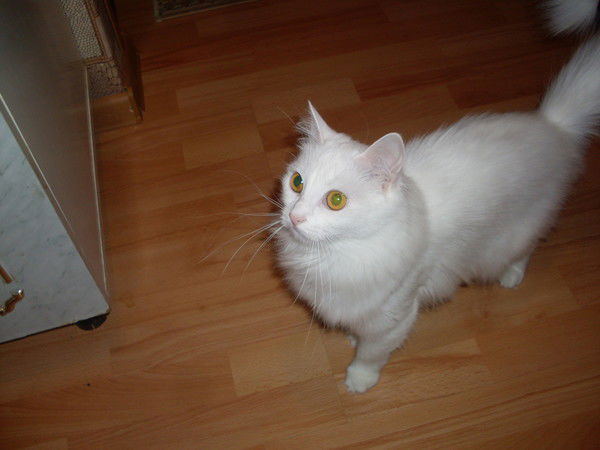 Елена Курганская