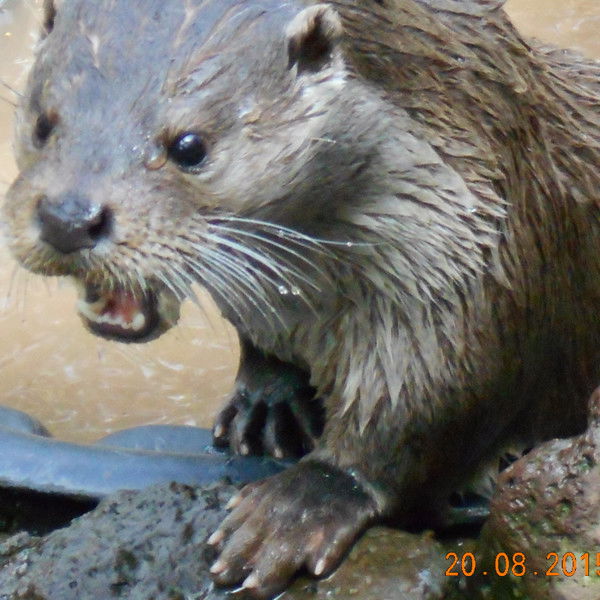 Олег Тычинин