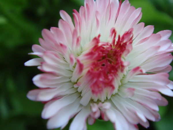 Елена Соплинова