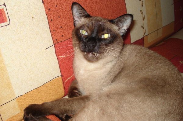 Татьяна Праскова