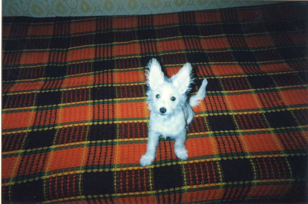 Владимир Нечаев