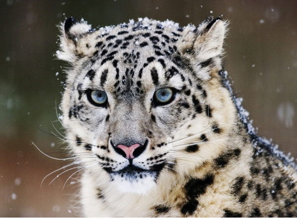 Асет Шаймагамбетов