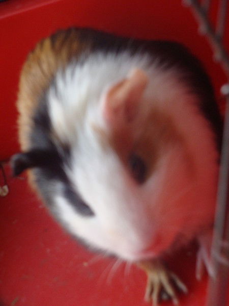 София Нуждина