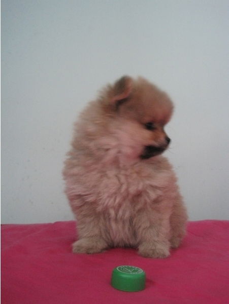 Диля Камендровская