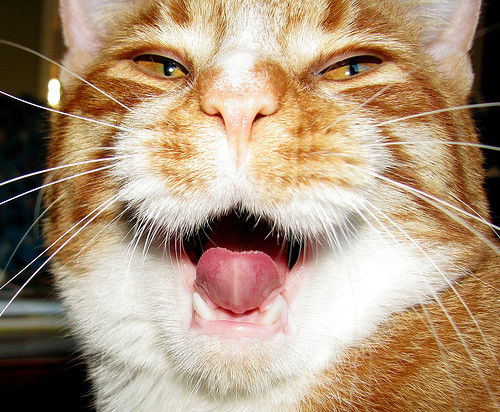 Александра Солуянова