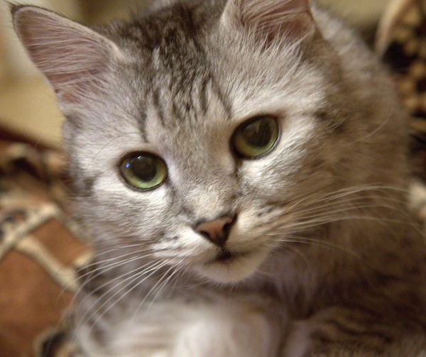 Олег Сиротин