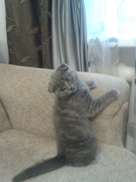 Евгения Цветкова