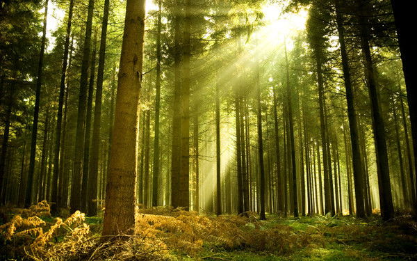 Гу Лесного Хозяйства Природных Ресурсов