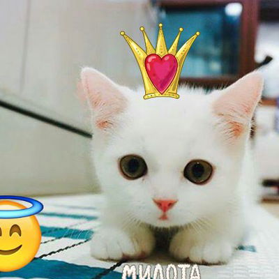 Валерия Амелина