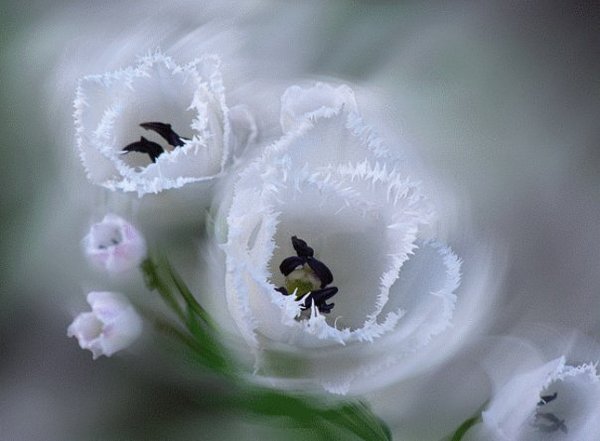 Марина Сиротина