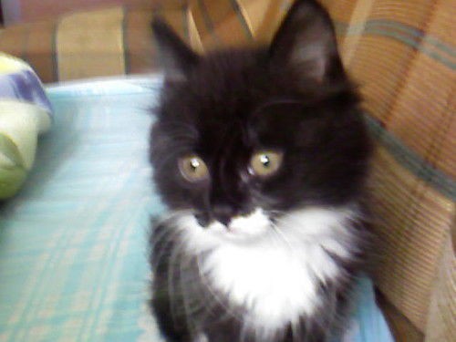 Елена Владимировна