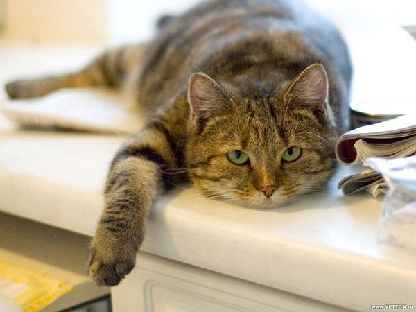 Марина Чирка