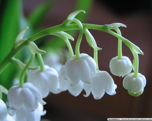 Анюта Матрёнина