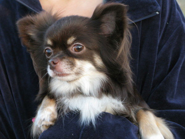 Виктория Магия Чихуа