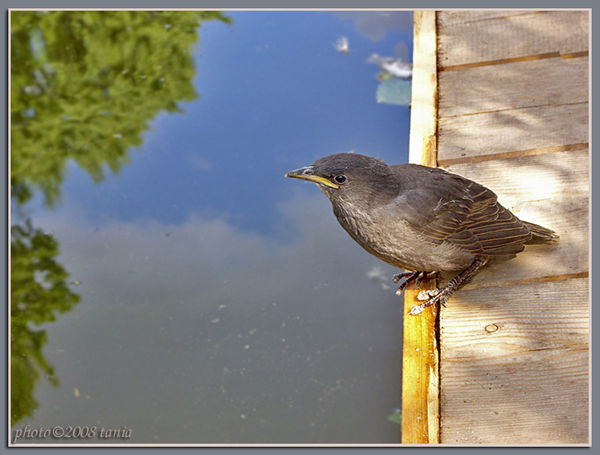 Елена Матвеева