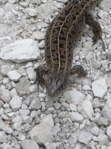 Vampirenish Dobropuhov