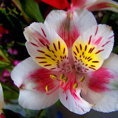 Вика Вабищевич