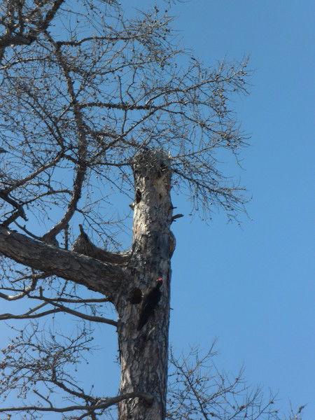 Ольга Агунович